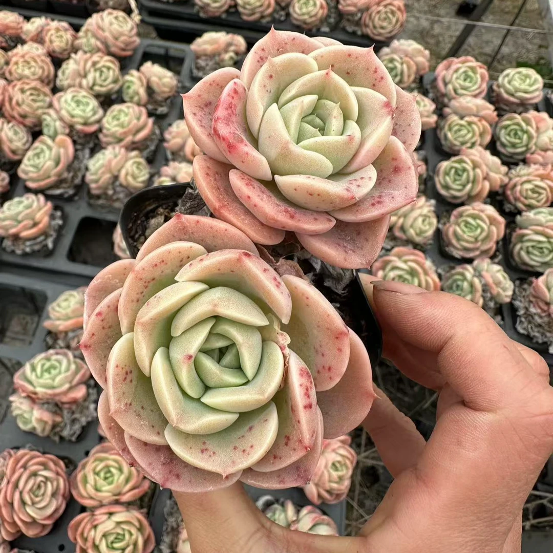 7#碧桃仙子双头多肉植物  前男友精品多肉 SM546