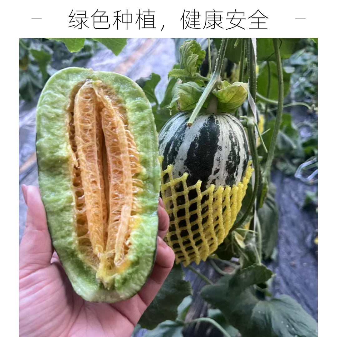 头茬博洋九号小蜜瓜酥脆香甜成熟度高无甜蜜素皮薄肉厚多汁