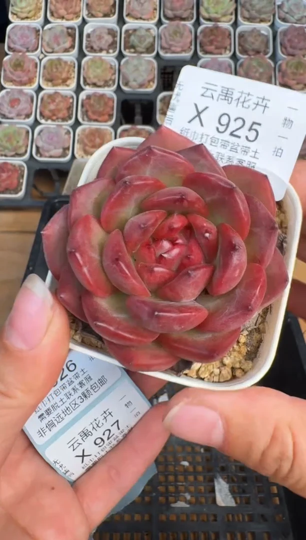 925X 珍妮多肉(6.5cm杯）一物一拍 带盆土发