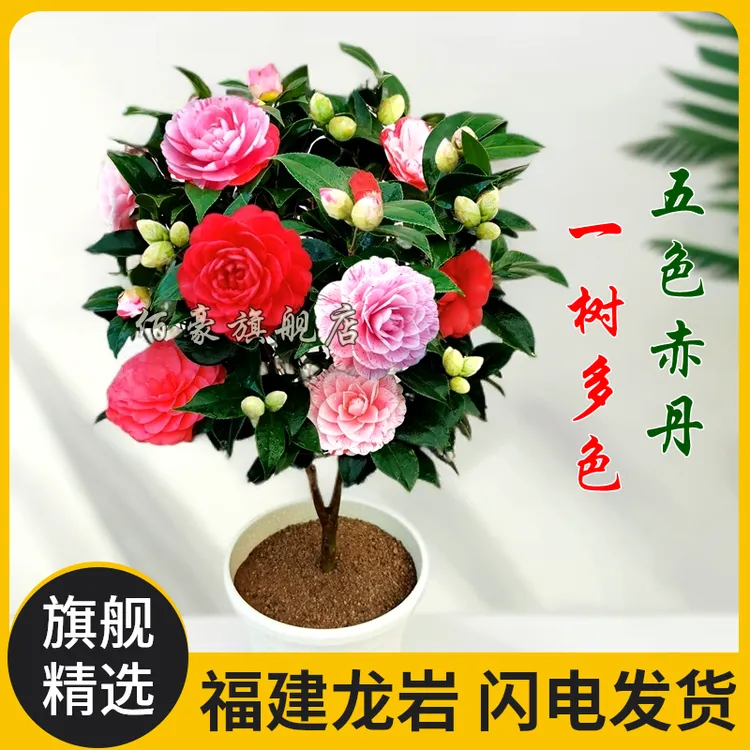 佰豪精选福建五色赤丹茶花盆栽花四季室内山茶花客厅花卉绿植好养