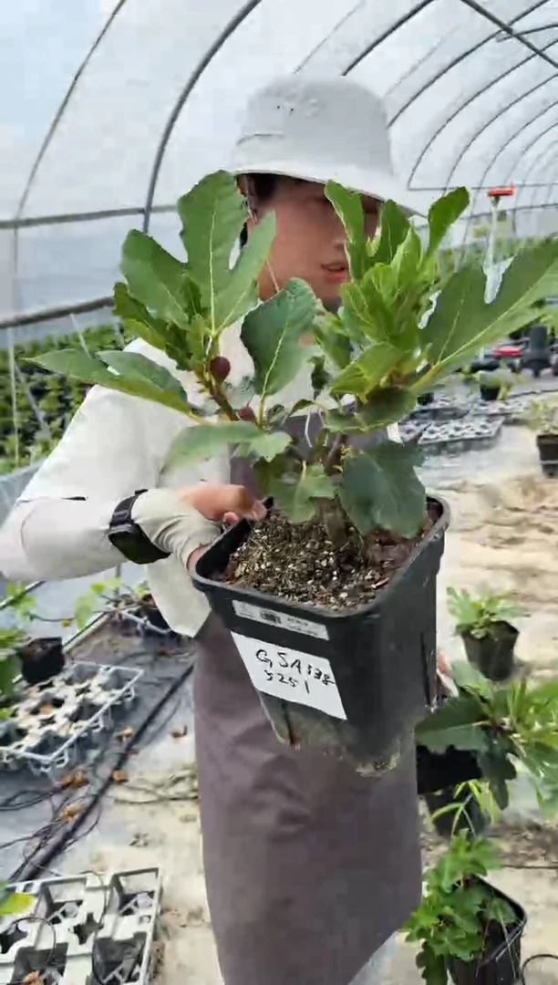 用**子紫色波尔多 一物一拍 GSA338