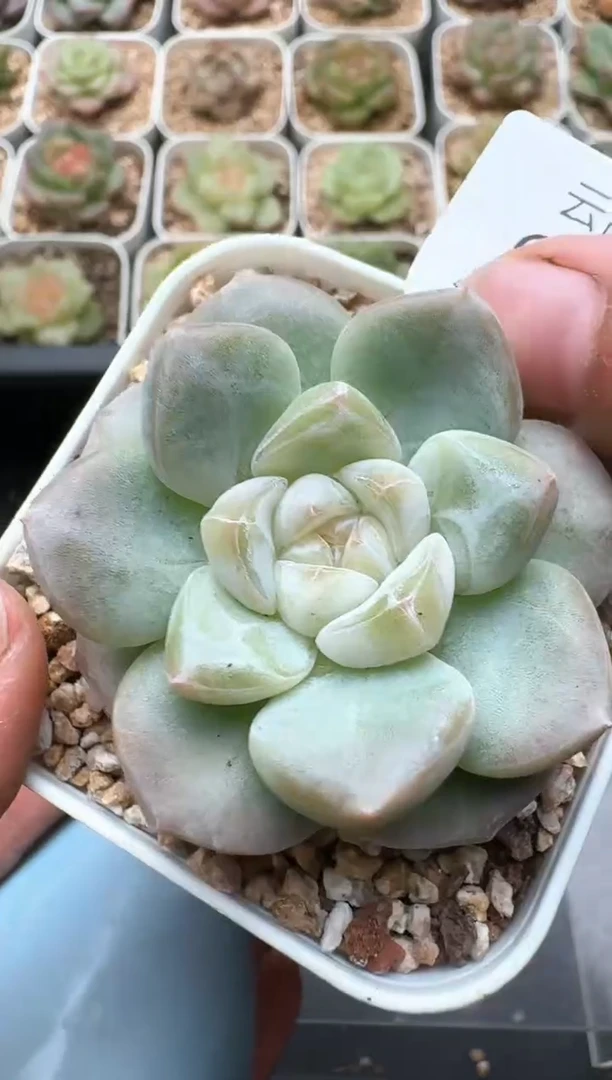 653C云禹多肉植物 带盆土纸巾打包 3颗包邮