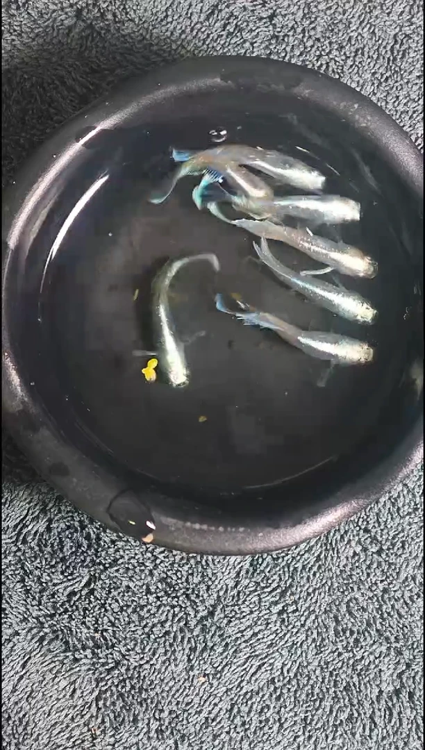 青鳉鱼观背青鳉14