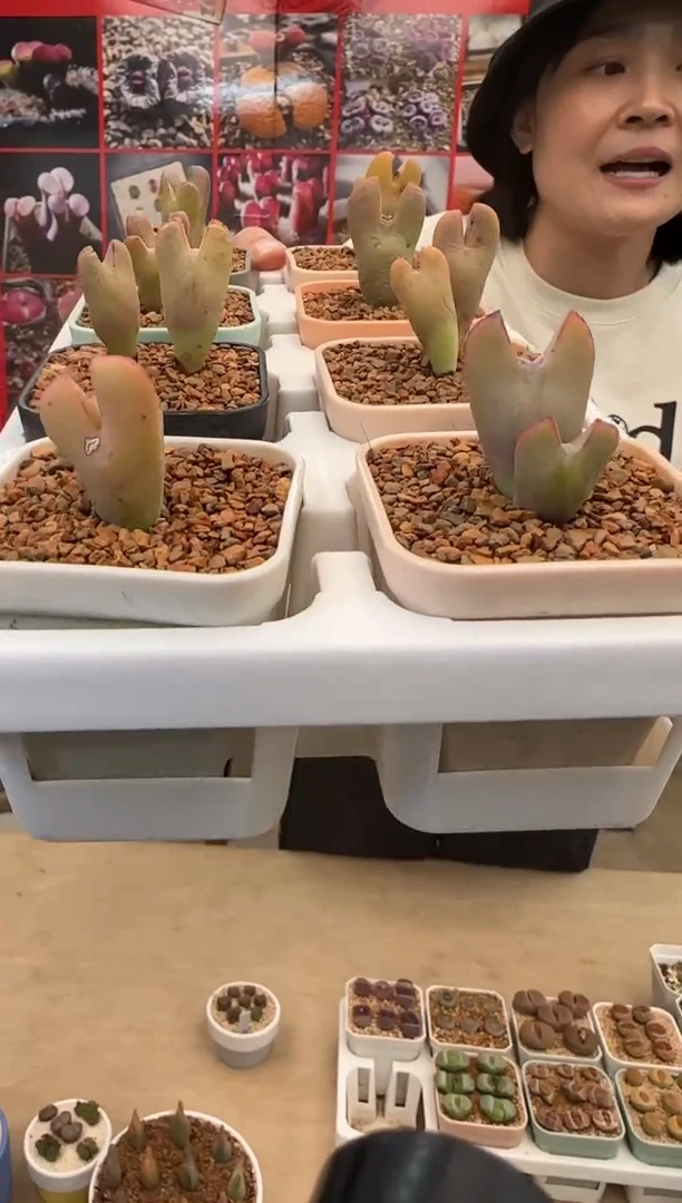【闪购商品】22-16锦鲤红将双头一颗