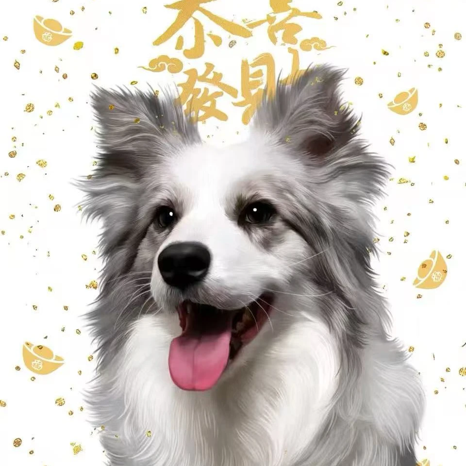 边牧幼犬黑白咖色陨石色边境牧羊犬活体宠物   万万