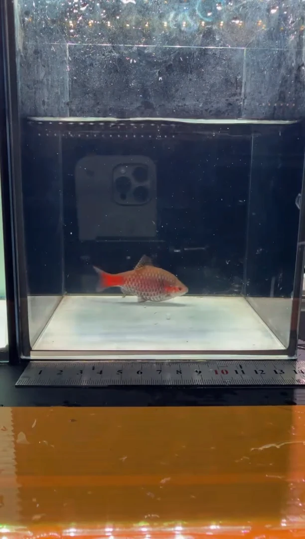 海水鱼钻石彩虹鲫