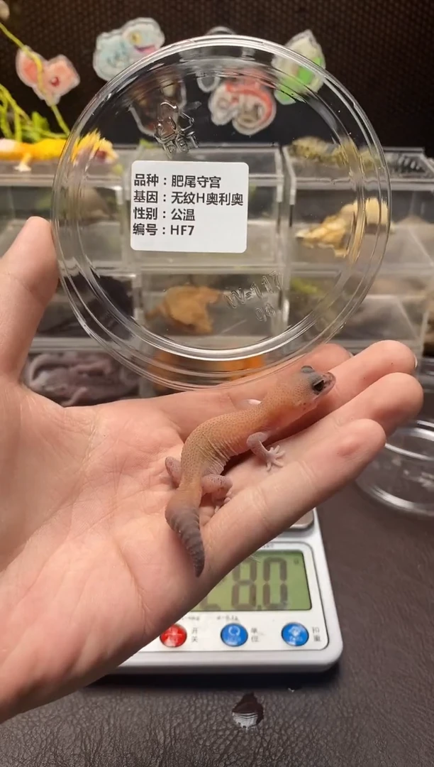 睫角守宫鳞与尾 Scale Tail 爬宠HF7