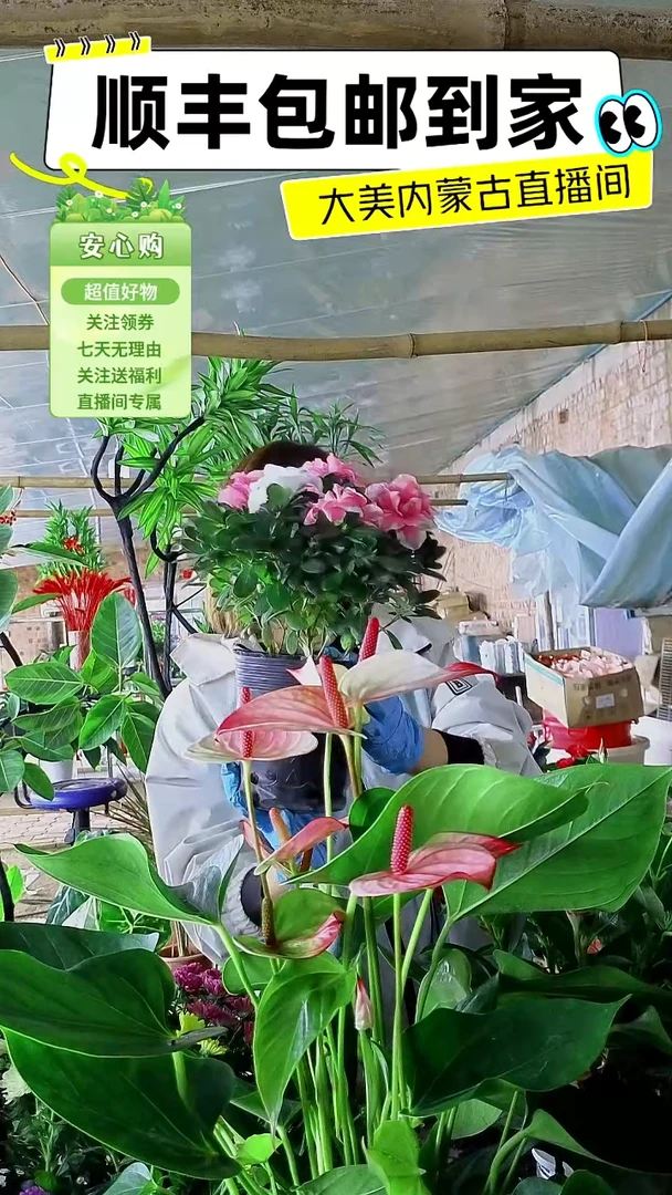 完全开放双色杜鹃