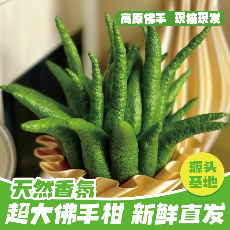 【超大果王】【劲爆福利】高原新鲜佛手柑干养干放观赏食用有天然清香