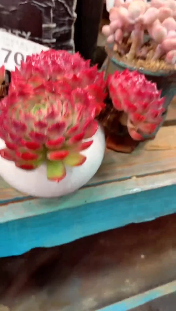 s****y7052（一物一拍，精品多肉，w所见即所得 ）