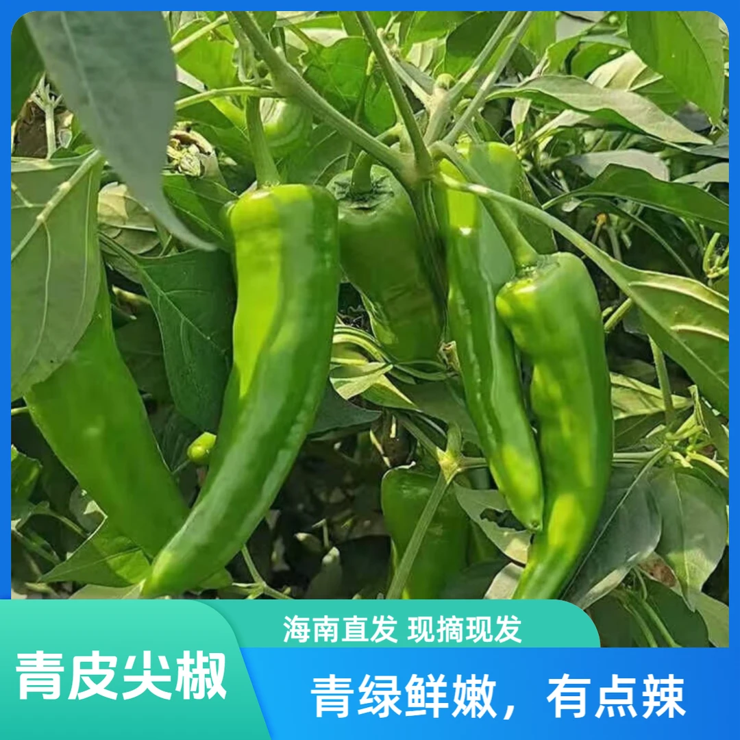 【产地直发】海南青皮辣椒尖椒现摘现发有点辣