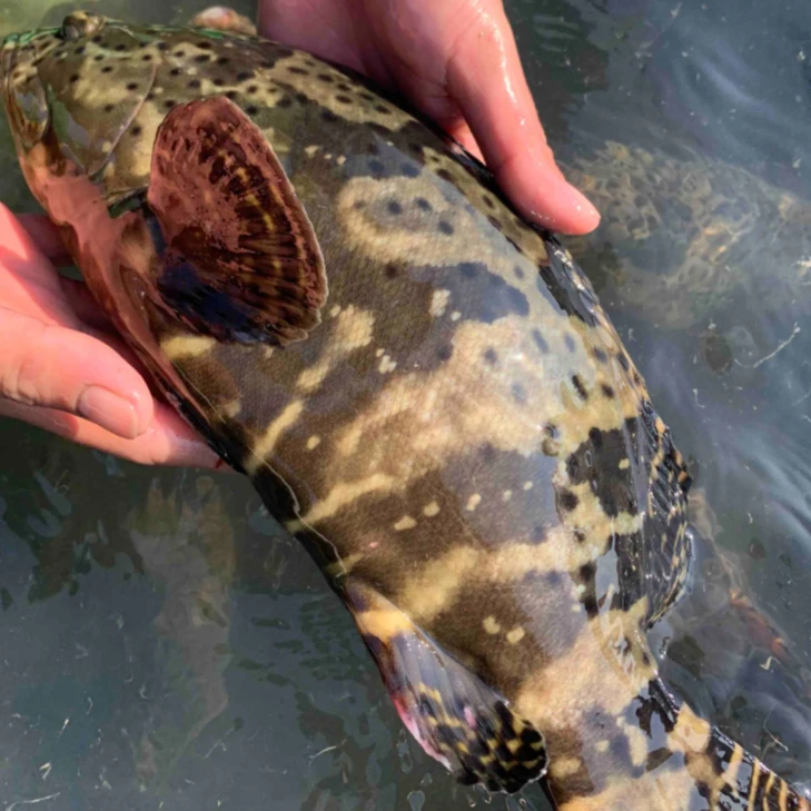 单条龙胆石斑鱼珍珠斑  广东活鱼新鲜速冻非活发（不帮杀）