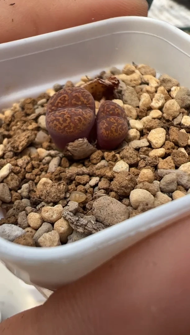 144.。。。。。。。。。。。。。。。。