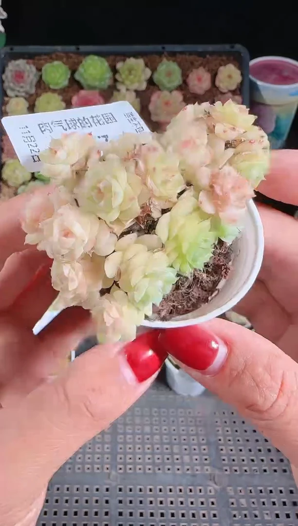 1122-417群生不包整