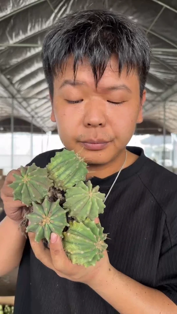 5颗 实生根 无刺王冠龙