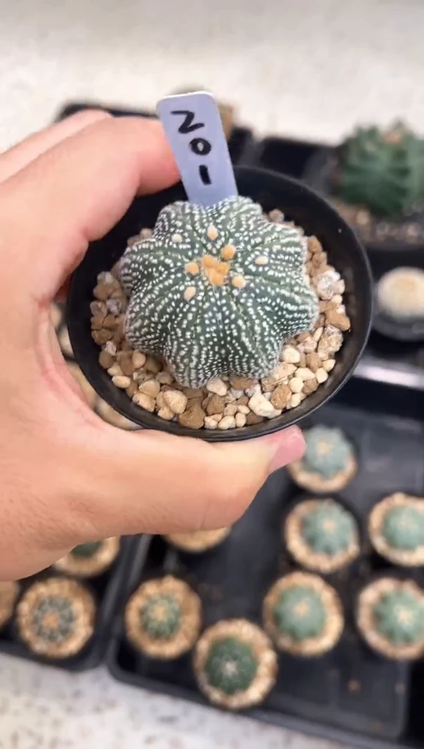 兜*实生根星兜仙人球编码201