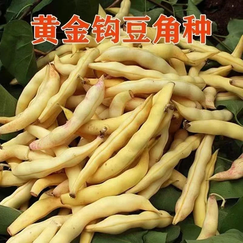 【全店满8包包邮】黄金钩豆角种子