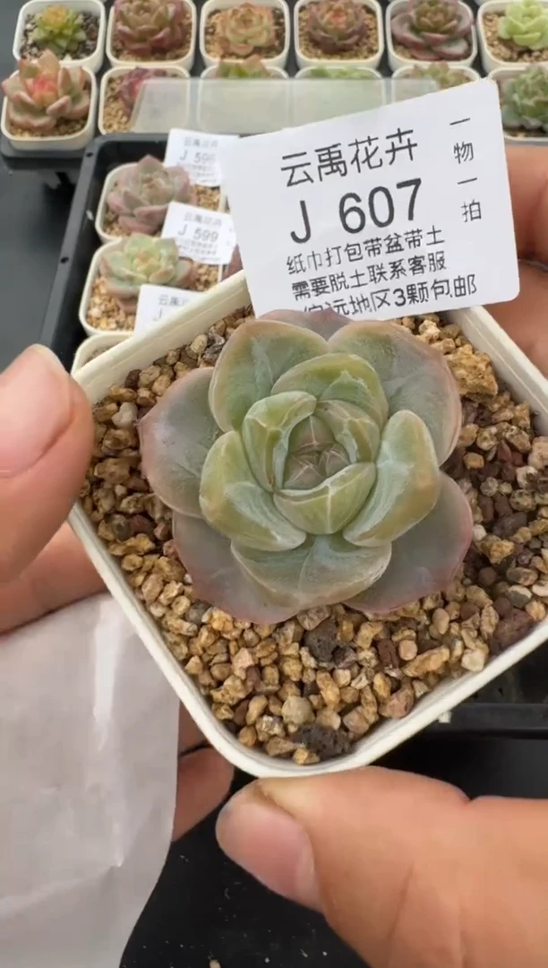 607J云禹多肉植物 带盆土纸巾打包 当天拍3颗包邮