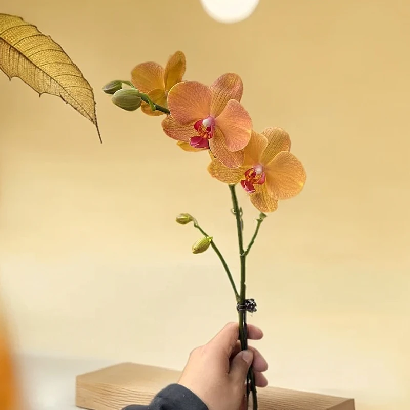 【胖胖】（芒果）蝴蝶兰单花剑带花带花苞发货