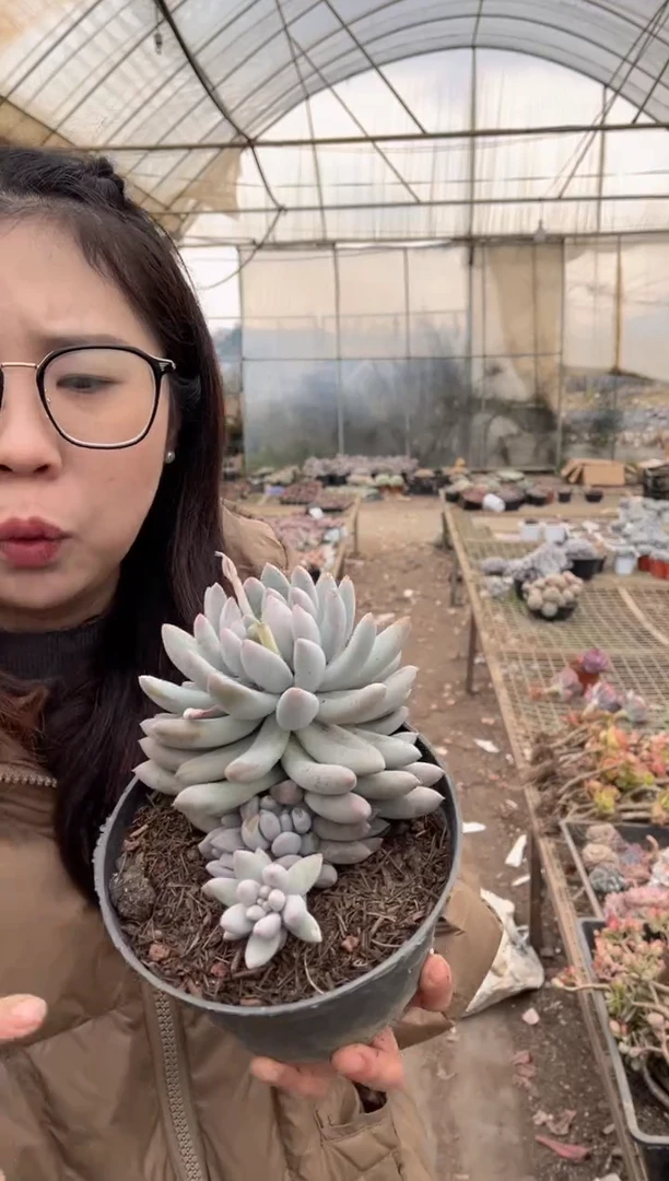 【闪购商品】20-单头爆崽起所罗门5.8