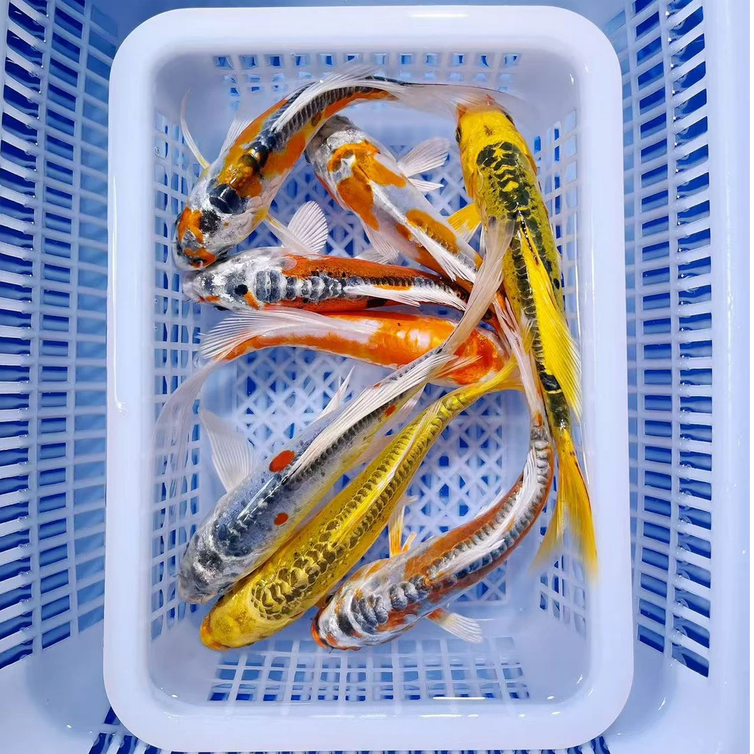 【金银彩松叶混搭】12-14公分德系日系秋翠冷水观赏鱼好养耐活