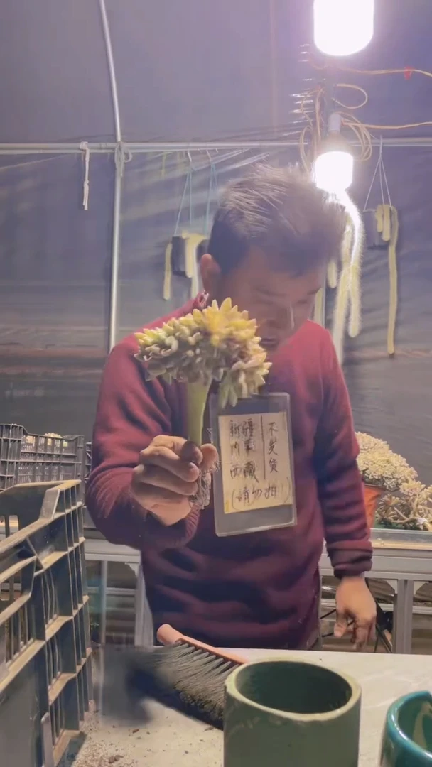 189淡雪缀化一物一拍