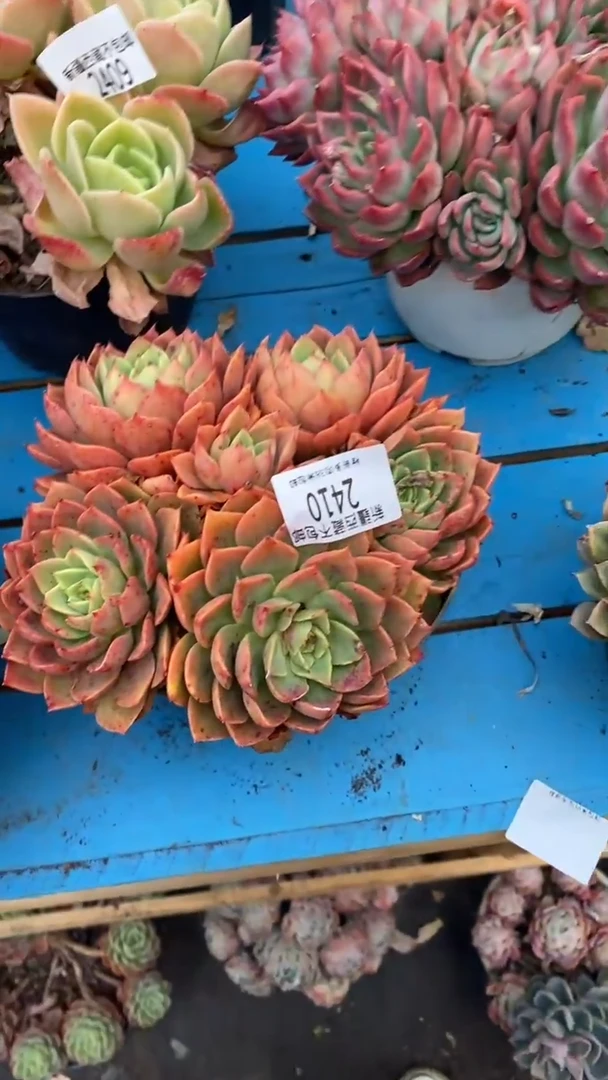 【闪购商品】2410贝拉