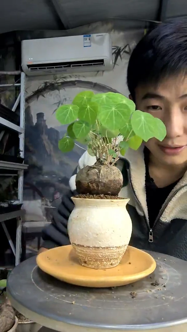 ?****?中青园艺一物一拍489