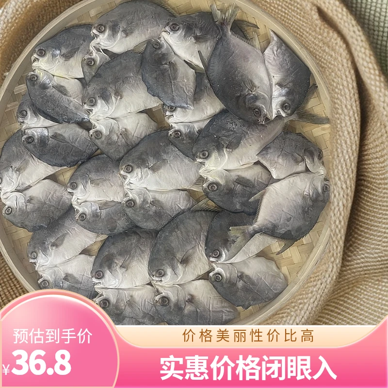 博贺渔港淡晒淡咸开背金鲳鱼鲞【半干工艺】鱼干特产顺丰包邮到家