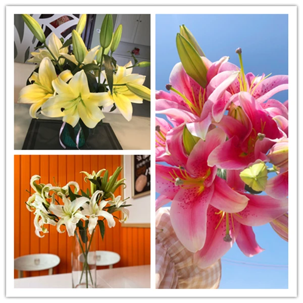 【加购福利】随机混色百合10朵   云南基地鲜花直发  家养水养