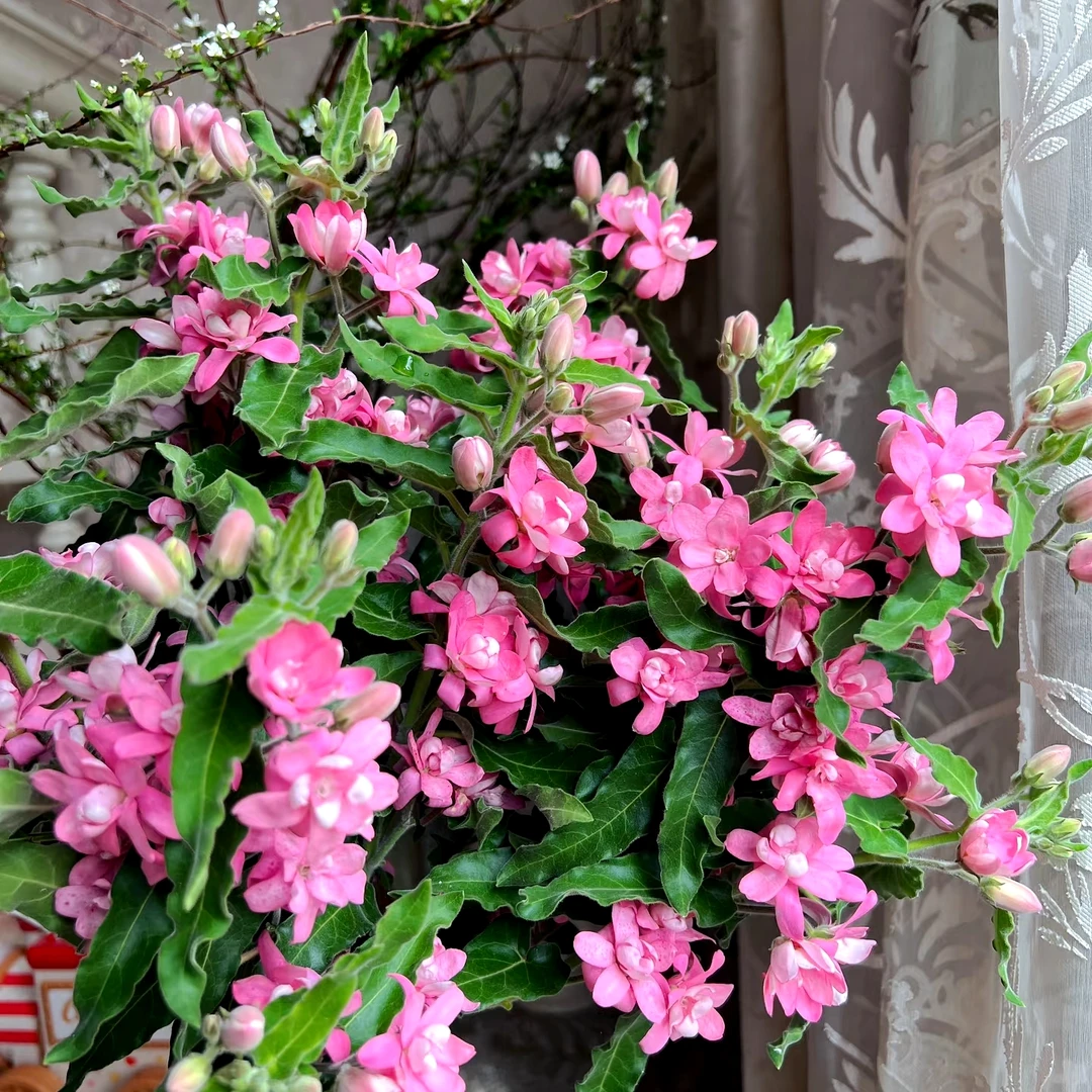 【噗噗花舍】粉星花1扎  云南基地直发 一单包邮