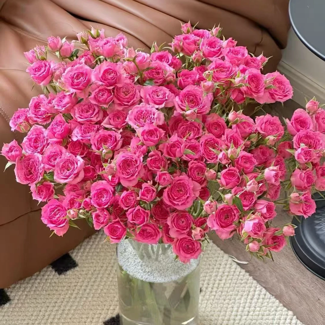 多头苏菲   任意买2单送鲜花一束，升级冷链快递送货上门
