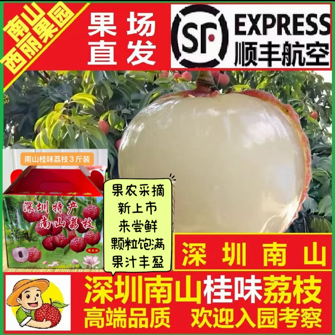 时令应季深圳南山桂味精品现摘先发水果新鲜爆甜核小饱满顺丰冷链