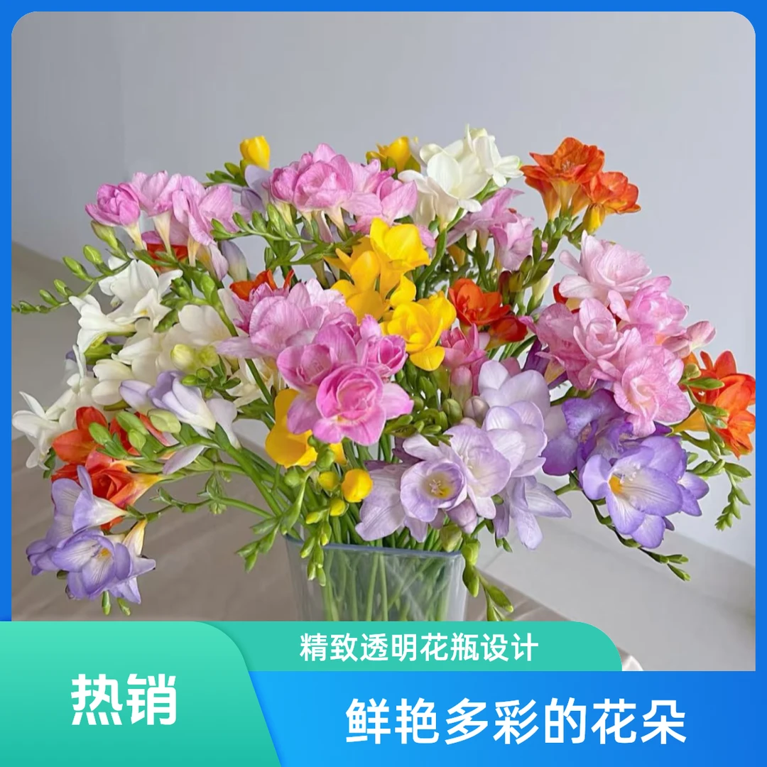 【福利款香雪兰】香雪兰鲜花小苍兰鲜切花水养秋冬云南基地直发