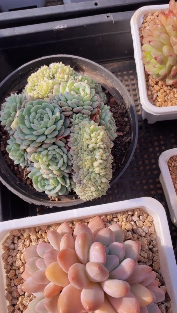 【闪购商品】437白胖子缀化多肉