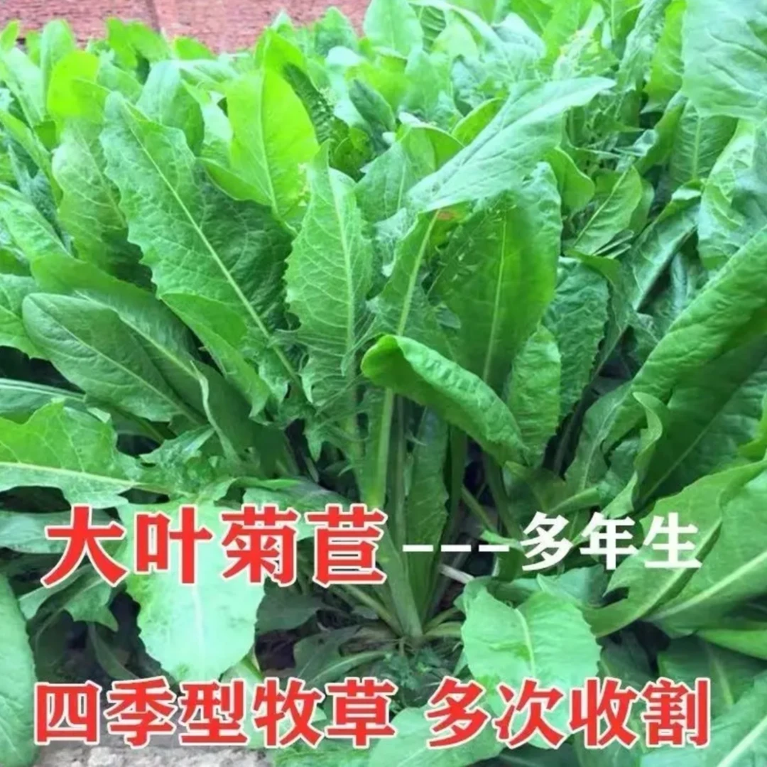 【菊苣草种子】四季种植盆栽地栽阳台小院种植
