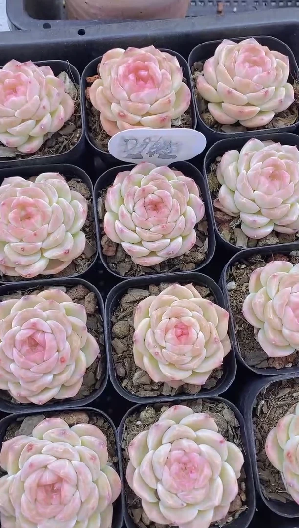 【闪购商品】D968-玄玉珍妮多肉（量拍）