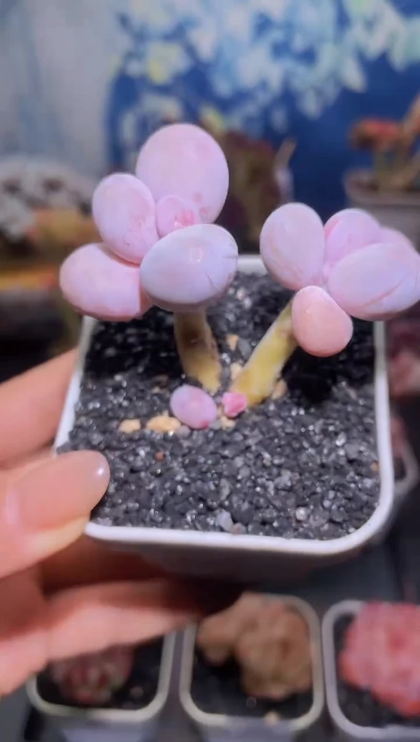 【闪购商品】187原始奶酪