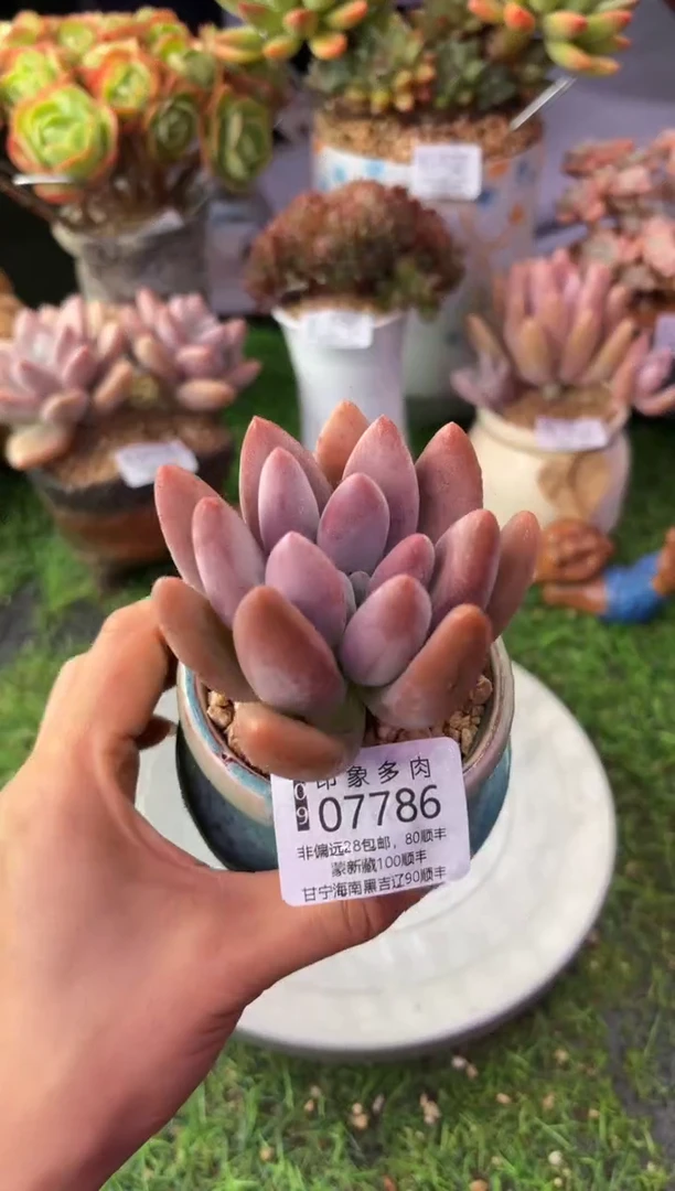 昆明印象多肉07786