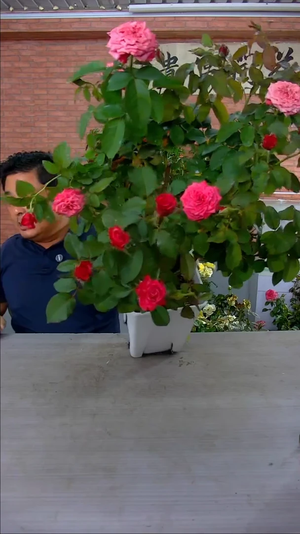 当前无花朵，栽培后可花朵苏珊