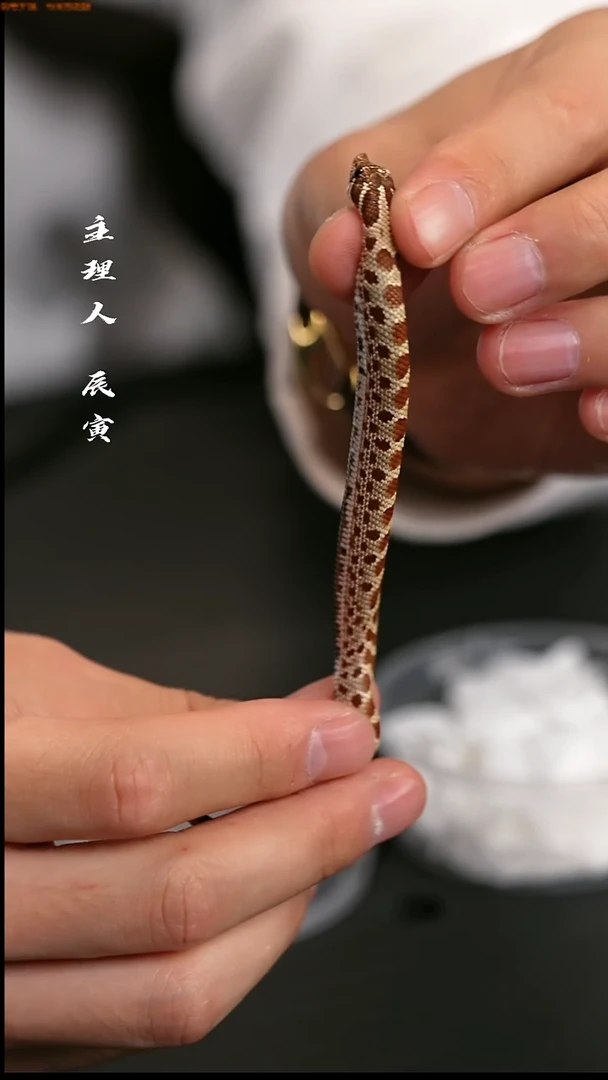 跳蛛辰寅爬行工作室/宠物蛇