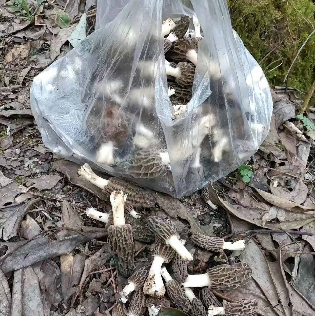 正宗农家土特产现称现发——羊肚菌