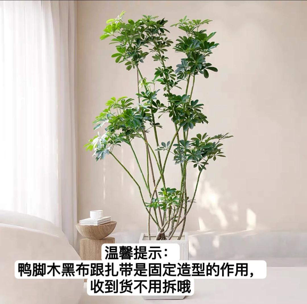 鸭脚木八方来财植物盆栽客厅大绿植室内花卉掌树苗发财树四季