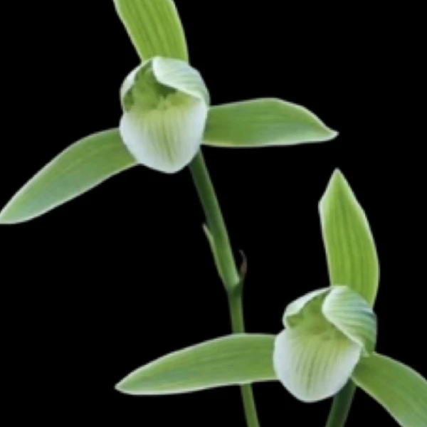 寒兰-天道素-人工种植组培小苗-连体3苗