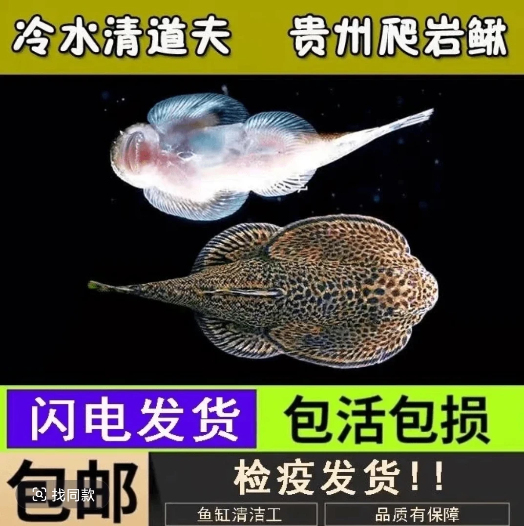 贵州原生爬岩鳅 冷水观赏鱼 双吸盘 除藻 清洁鱼 残渣 工具鱼