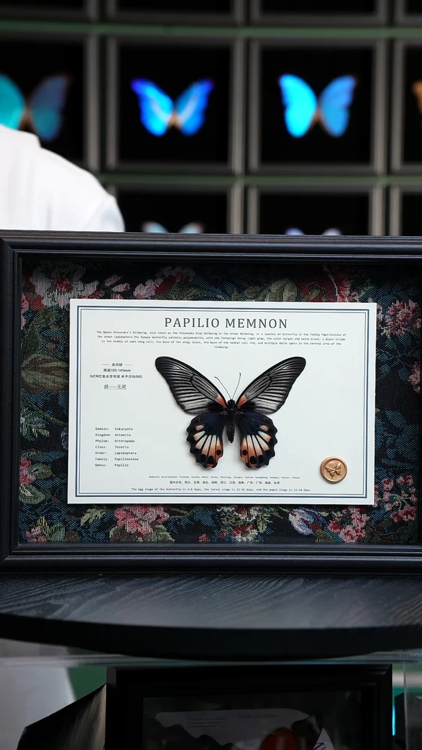 美凤蝶A4横框布艺款无尾