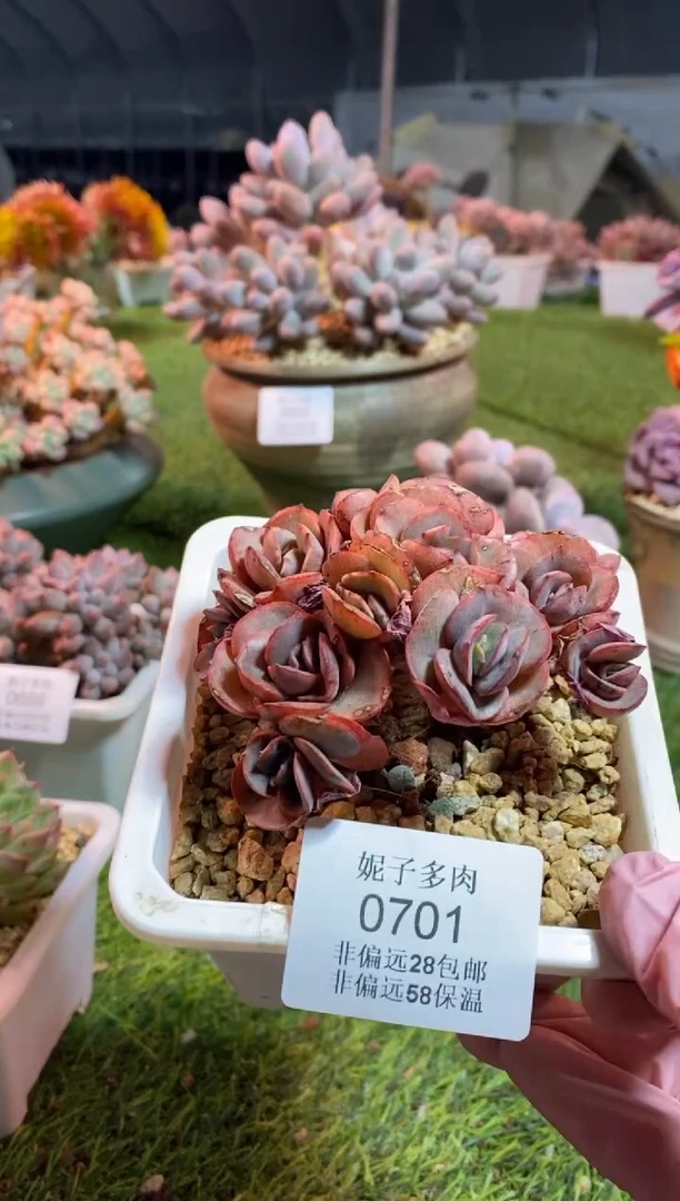 【闪购商品】0701a