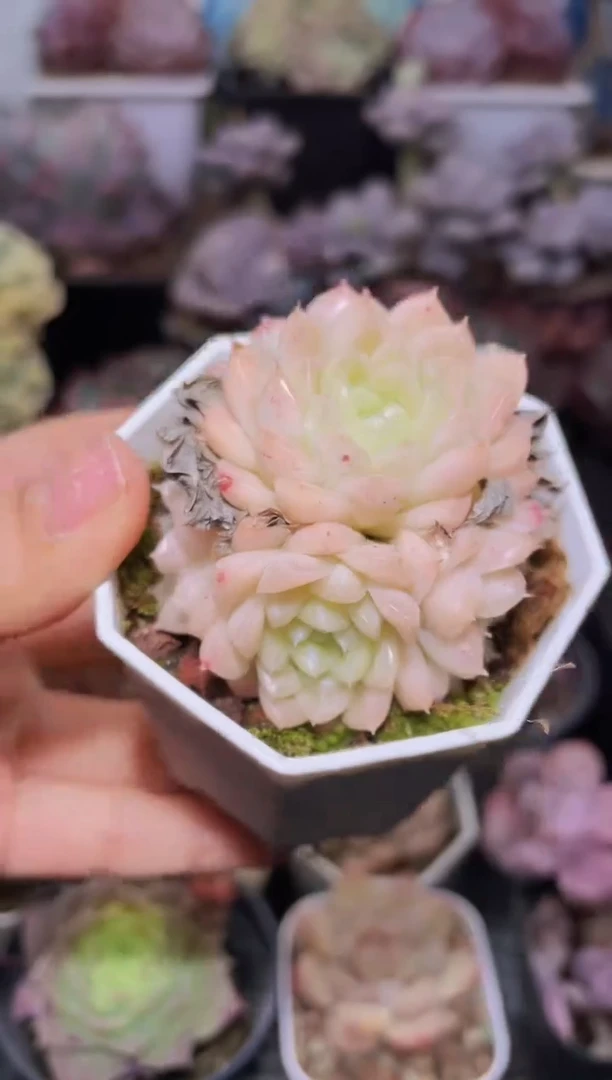 【闪购商品】077晶体群