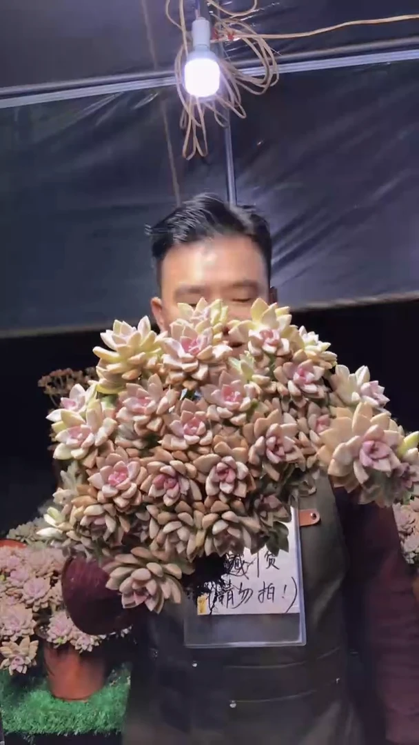 202淡雪缀化一物一拍