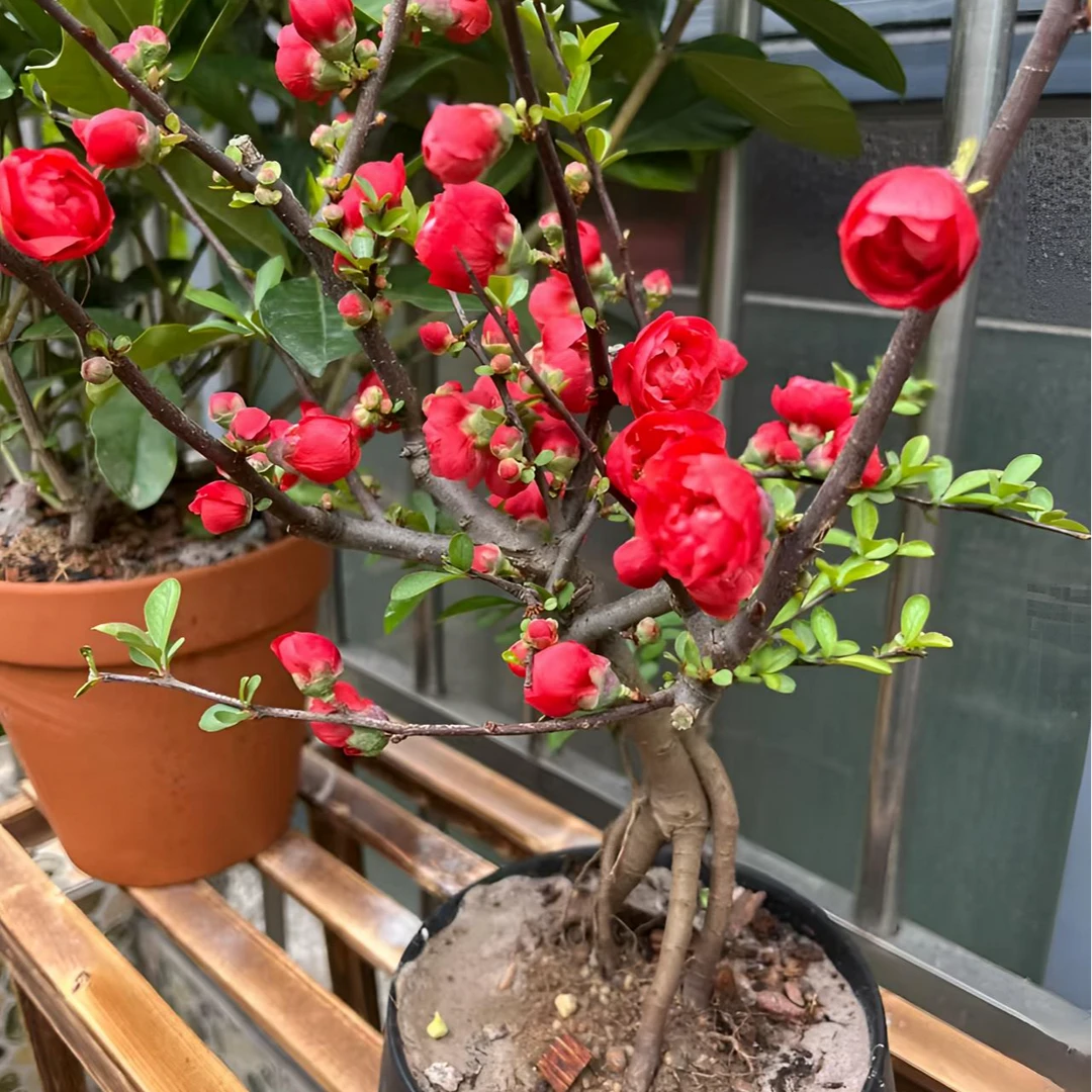 重瓣大红色长寿冠海棠花盆栽耐寒耐旱庭院阳台绿植四季开花带花苞